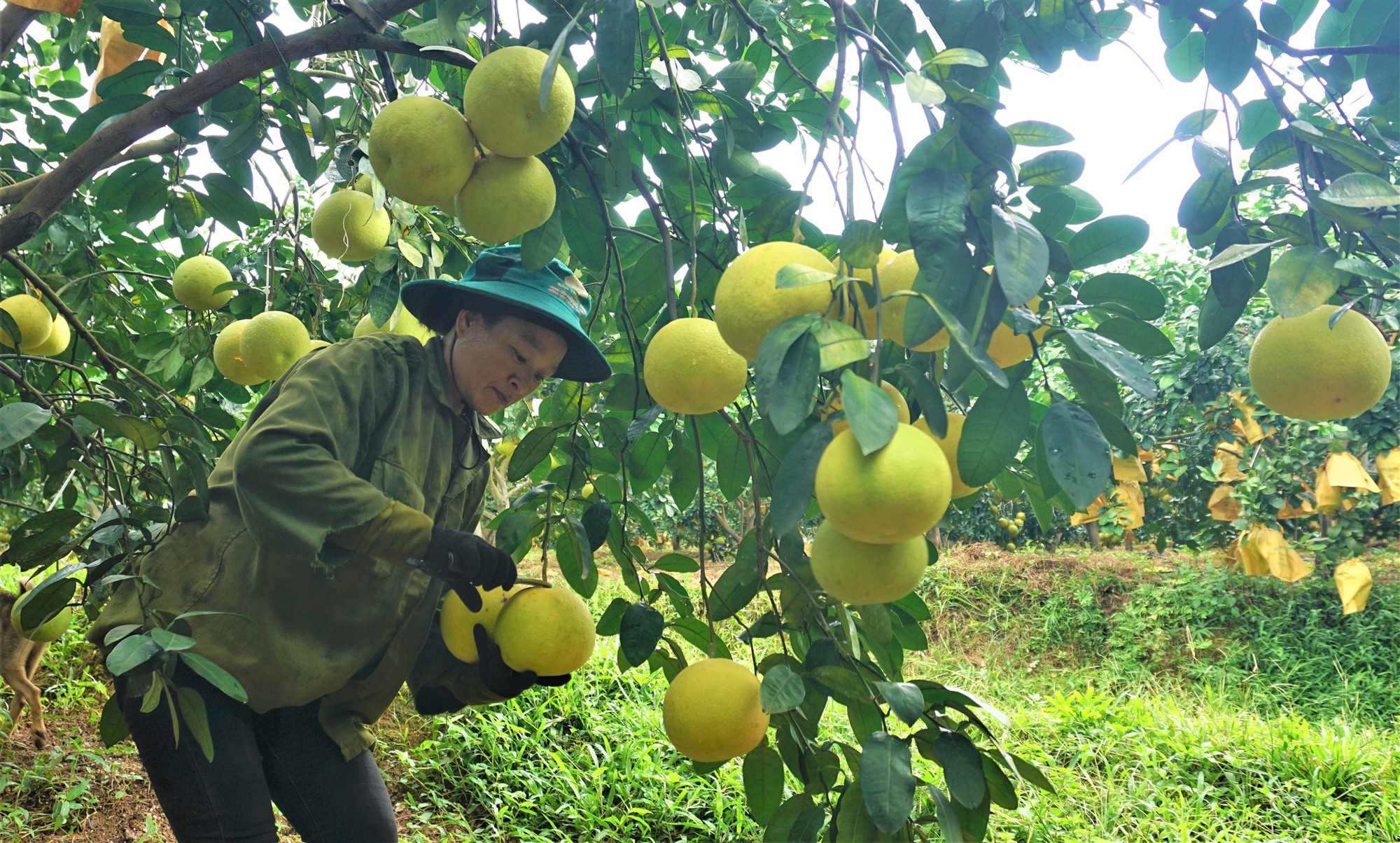 Một huyện miền núi ở Hà Tĩnh thu 500 tỷ đồng từ loại quả đặc sản, đem sang tận Malaysia giới thiệu - Ảnh 5.