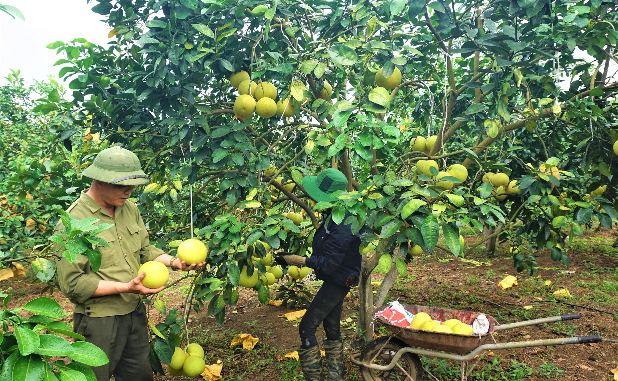 Một huyện miền núi ở Hà Tĩnh thu 500 tỷ đồng từ loại quả đặc sản, đem sang tận Malaysia giới thiệu - Ảnh 3.