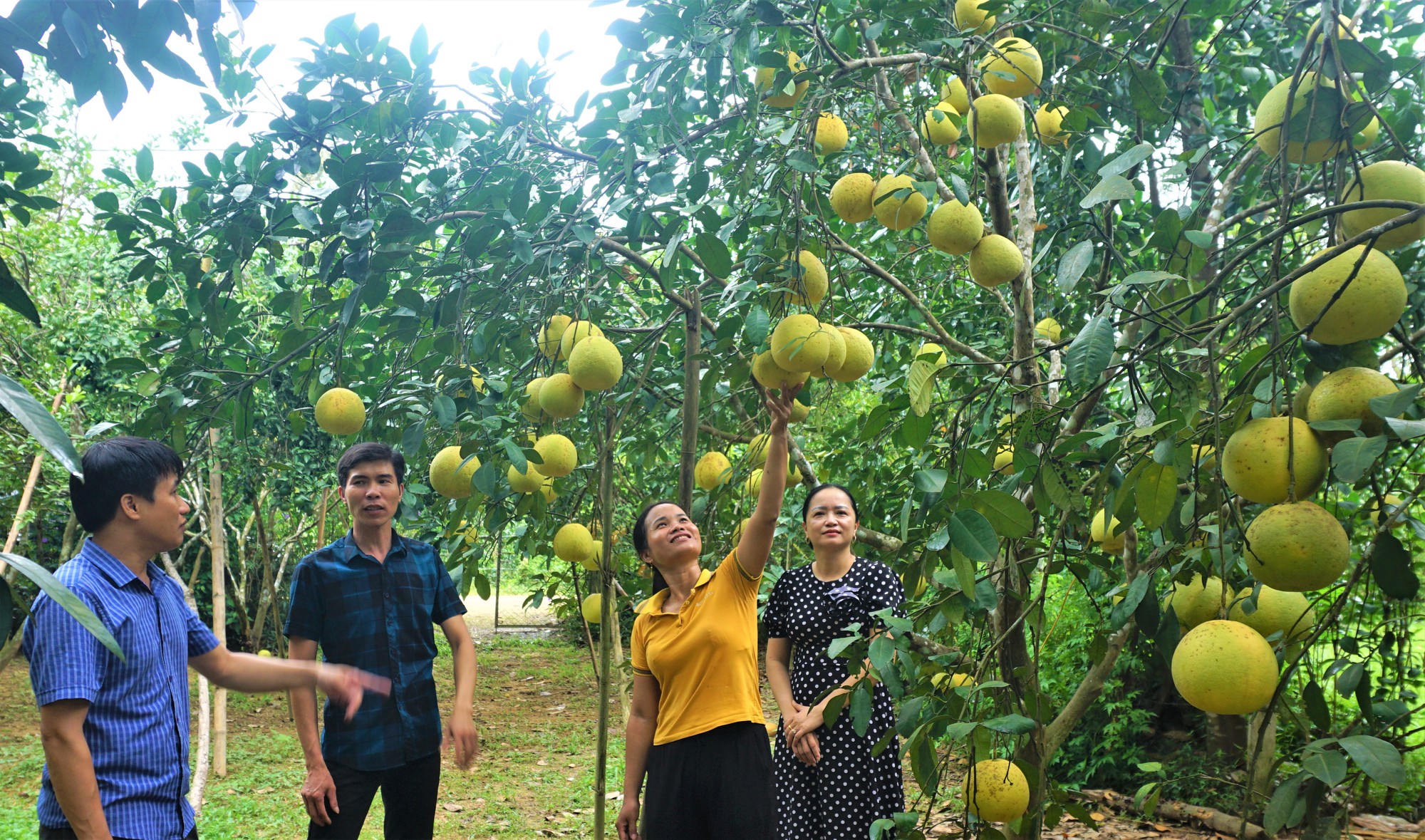 Một huyện miền núi ở Hà Tĩnh thu 500 tỷ đồng từ loại quả đặc sản, đem sang tận Malaysia giới thiệu - Ảnh 4.