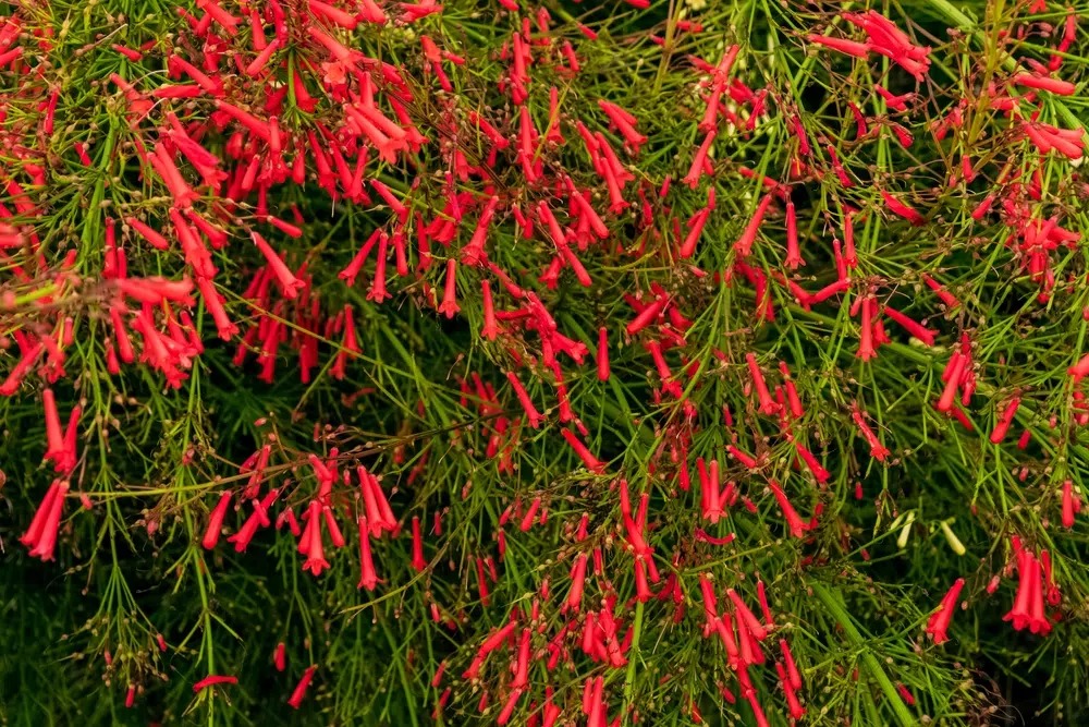 &quot;Nổ pháo&quot; trong sân nhà với cây cảnh tươi đỏ, rực rỡ,  rước may mắn, thịnh vượng trong năm mới - Ảnh 7.
