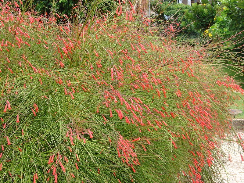 &quot;Nổ pháo&quot; trong sân nhà với cây cảnh tươi đỏ, rực rỡ,  rước may mắn, thịnh vượng trong năm mới - Ảnh 8.