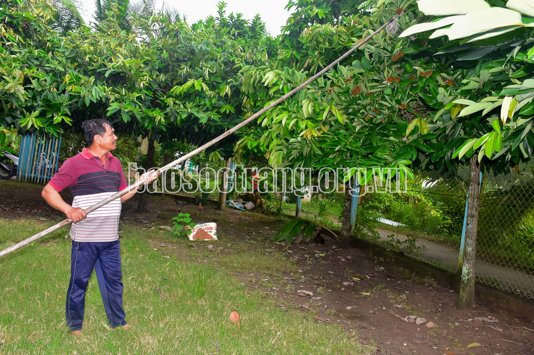 Loại cây gì ra quả có lớp lông mịn, trước đây chỉ trồng làm bóng mát giờ bỗng thành đặc sản ở Sóc Trăng? - Ảnh 1.