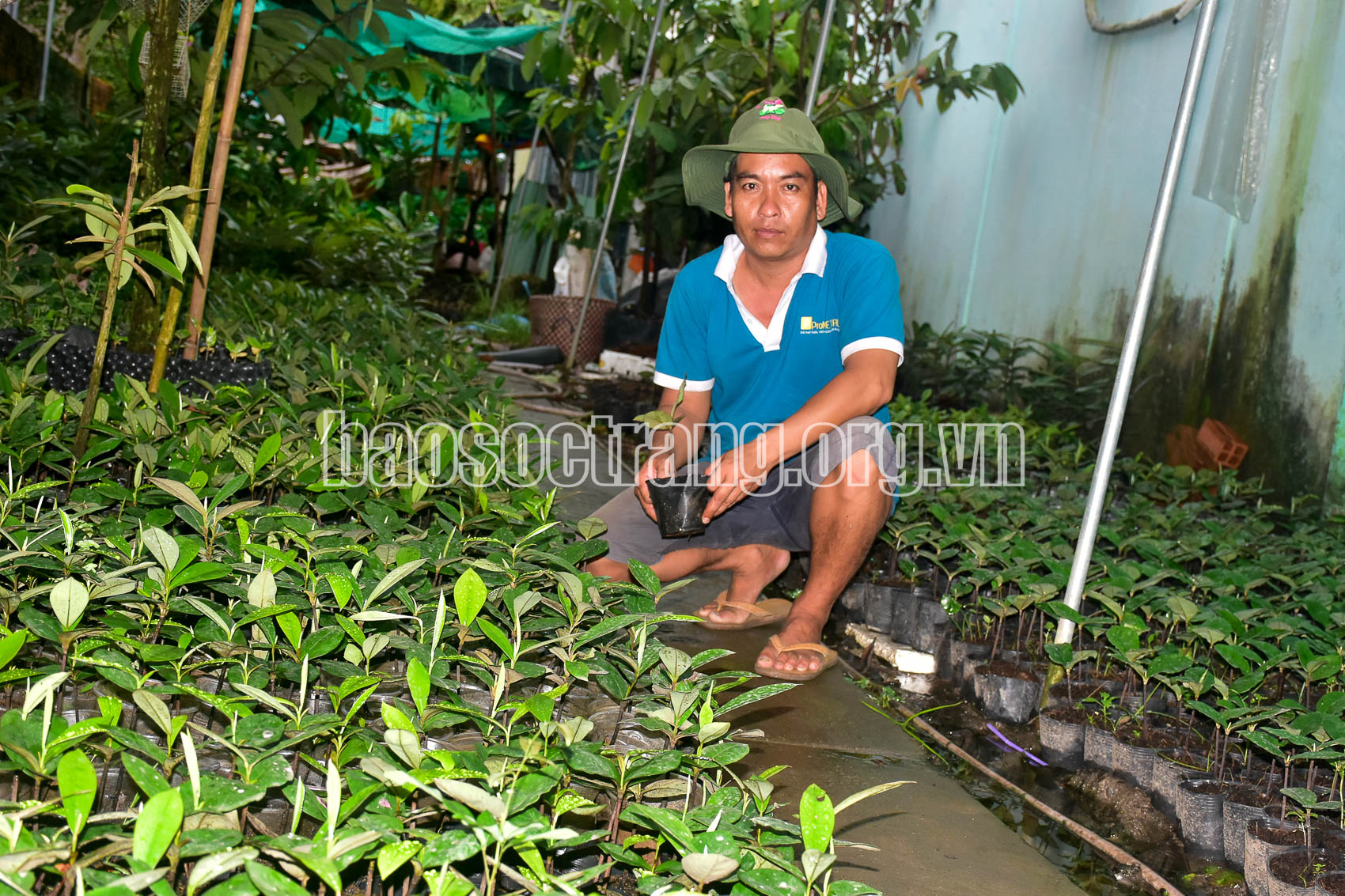 Loại cây gì ra quả có lớp lông mịn, trước đây chỉ trồng làm bóng mát giờ bỗng thành đặc sản ở Sóc Trăng? - Ảnh 3.