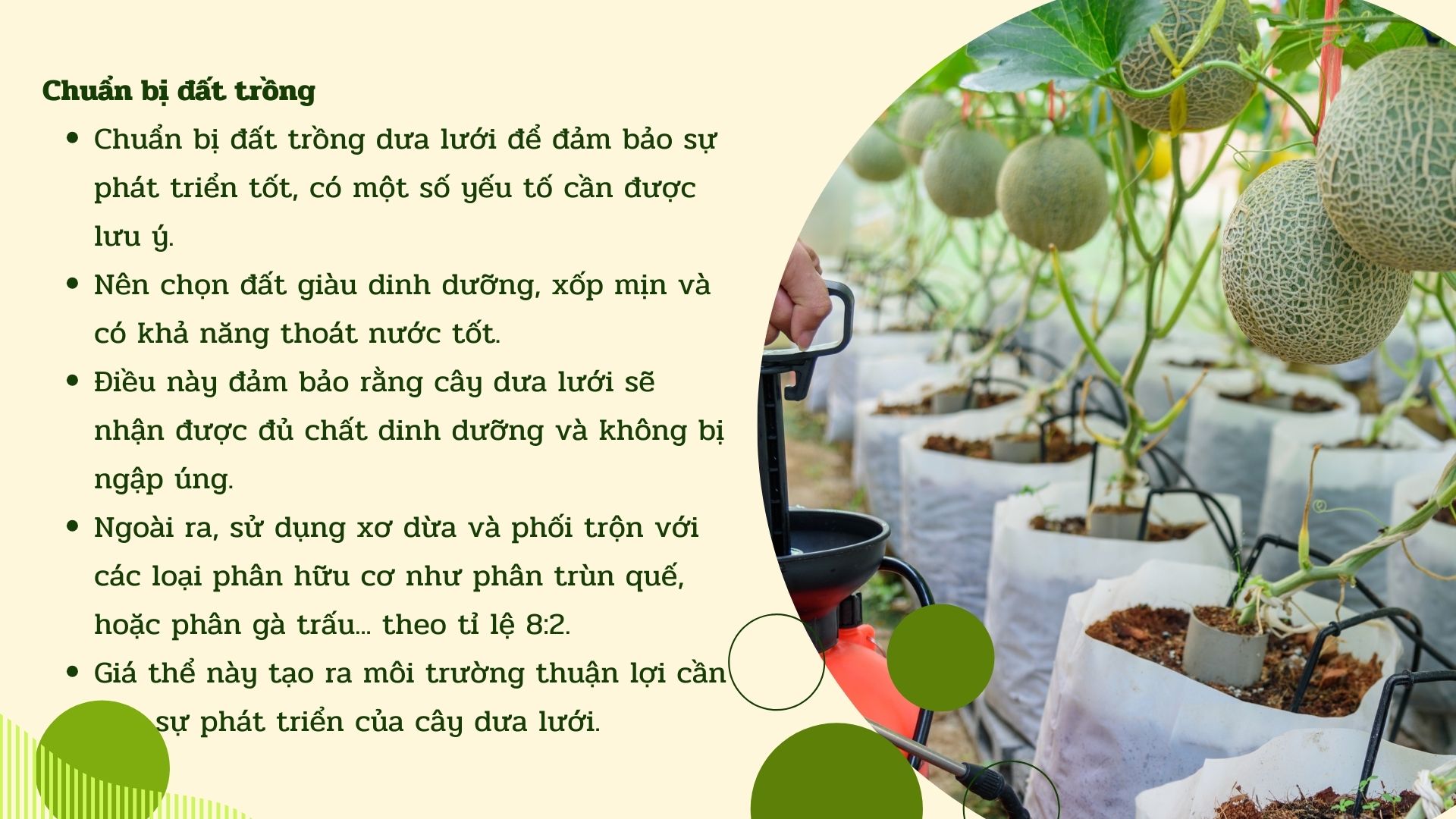 SỔ TAY NHÀ NÔNG: Kỹ thuật trồng dưa lưới trong nhà màng đạt hiệu suất cao - Ảnh 2.