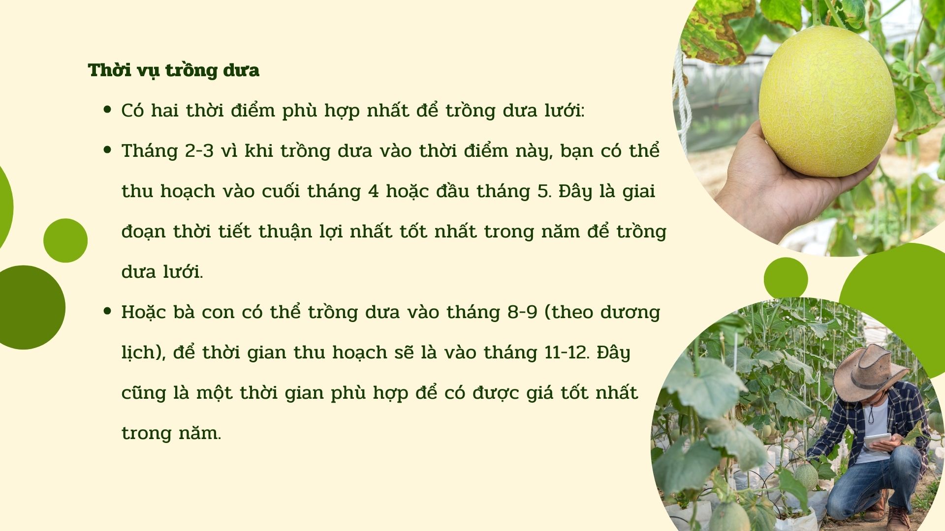 SỔ TAY NHÀ NÔNG: Kỹ thuật trồng dưa lưới trong nhà màng đạt hiệu suất cao - Ảnh 3.