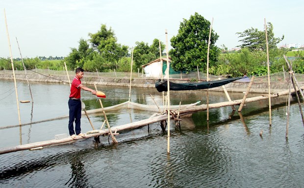 Liên kết nuôi cá đặc sản từ nguồn vốn này, nông dân Nam Định thêm khấm khá - Ảnh 2.
