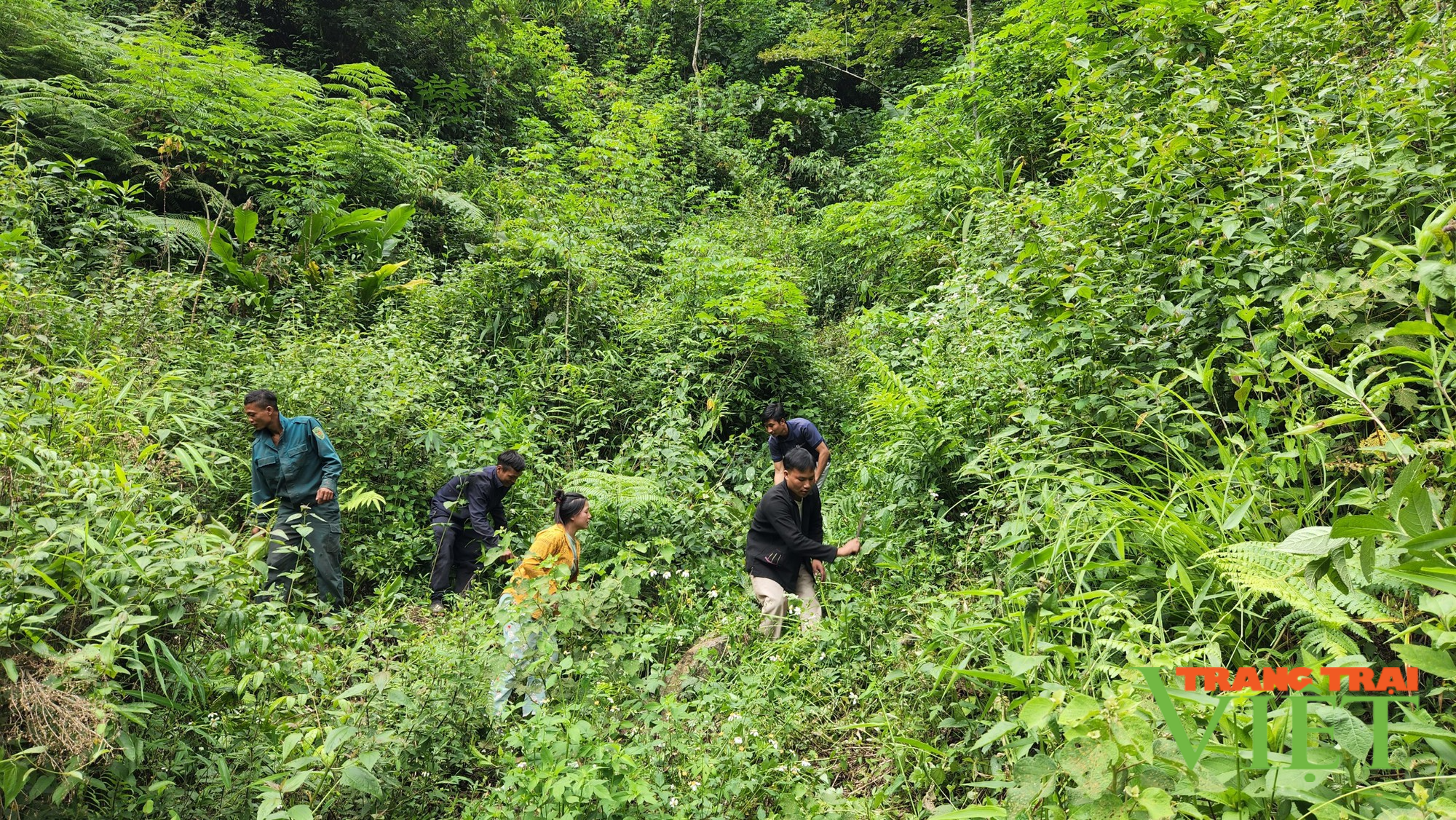 Lai Châu: Dân bản nghèo chung tay bảo vệ rừng - Ảnh 3.