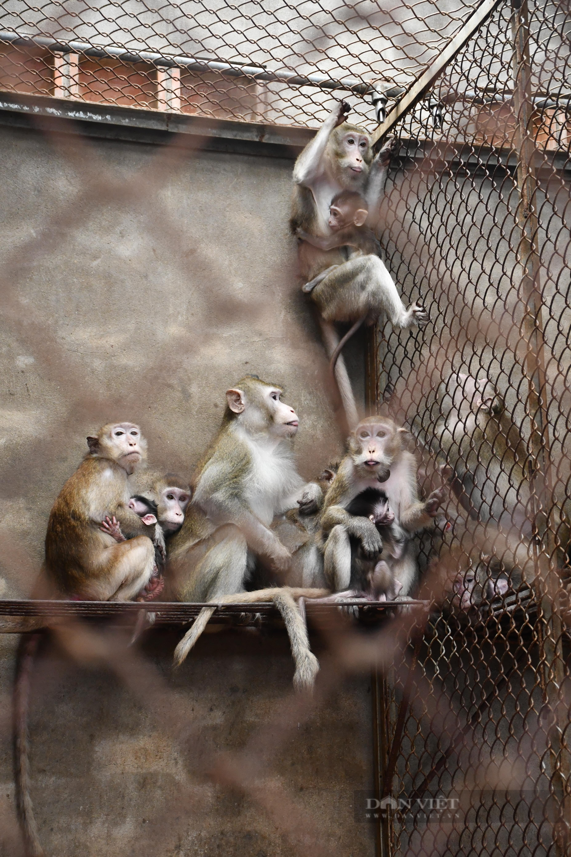 Công ty TNHH MTV Dịch vụ Phúc Lộc Phát (TP.HCM): Vì sao hơn 3.000 con khỉ không thể xuất ngoại? - Ảnh 3.