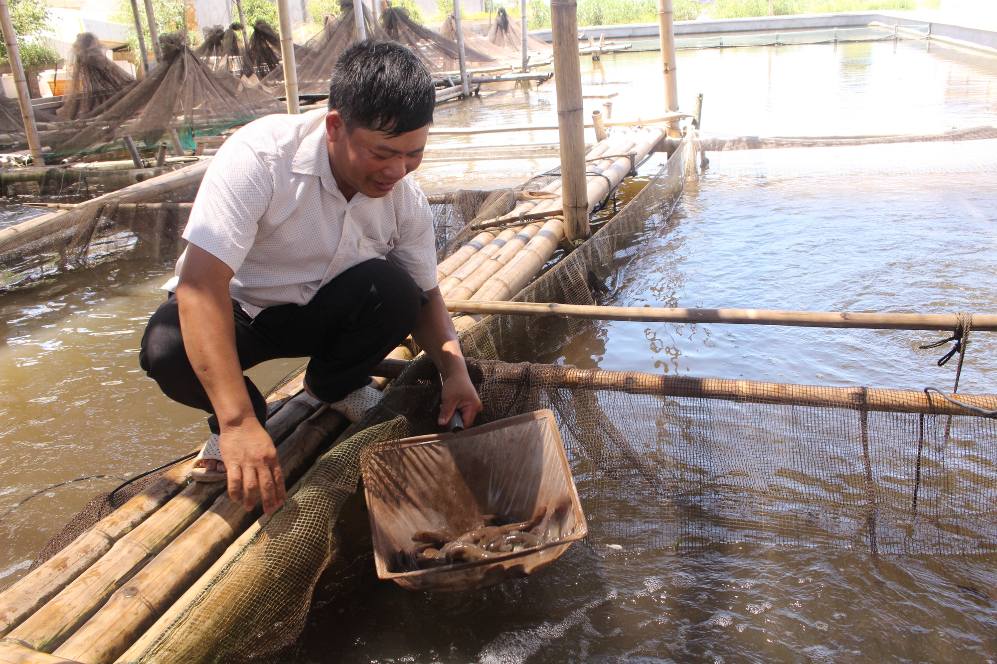 Liên kết nuôi cá đặc sản từ nguồn vốn này, nông dân Nam Định thêm khấm khá - Ảnh 1.