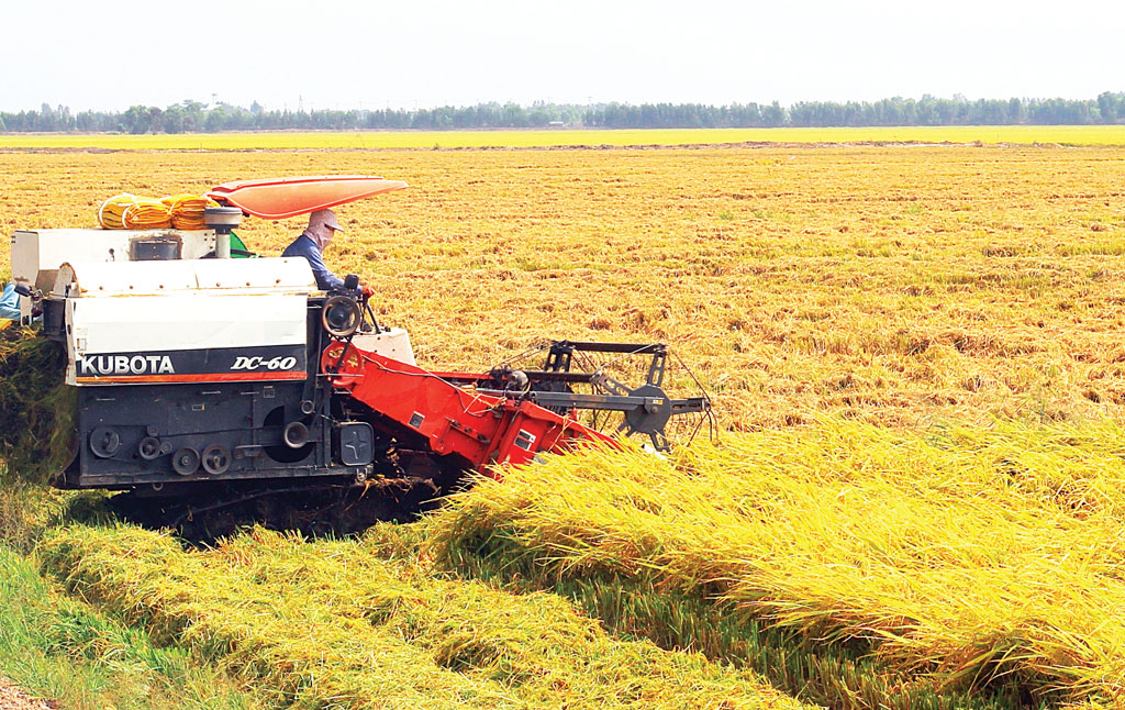 Nông dân Hợp tác xã Nông nghiệp dịch vụ Đúng Sạch phấn khởi trúng mùa, được giá - Ảnh 2.