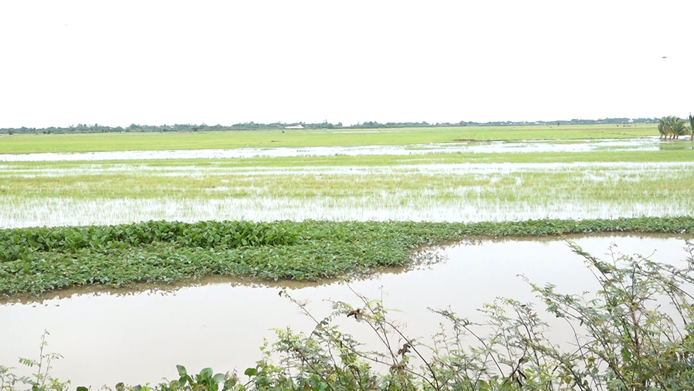Một huyện của An Giang xả lũ hơn 1.200ha, nước đã tràn đồng - Ảnh 2.