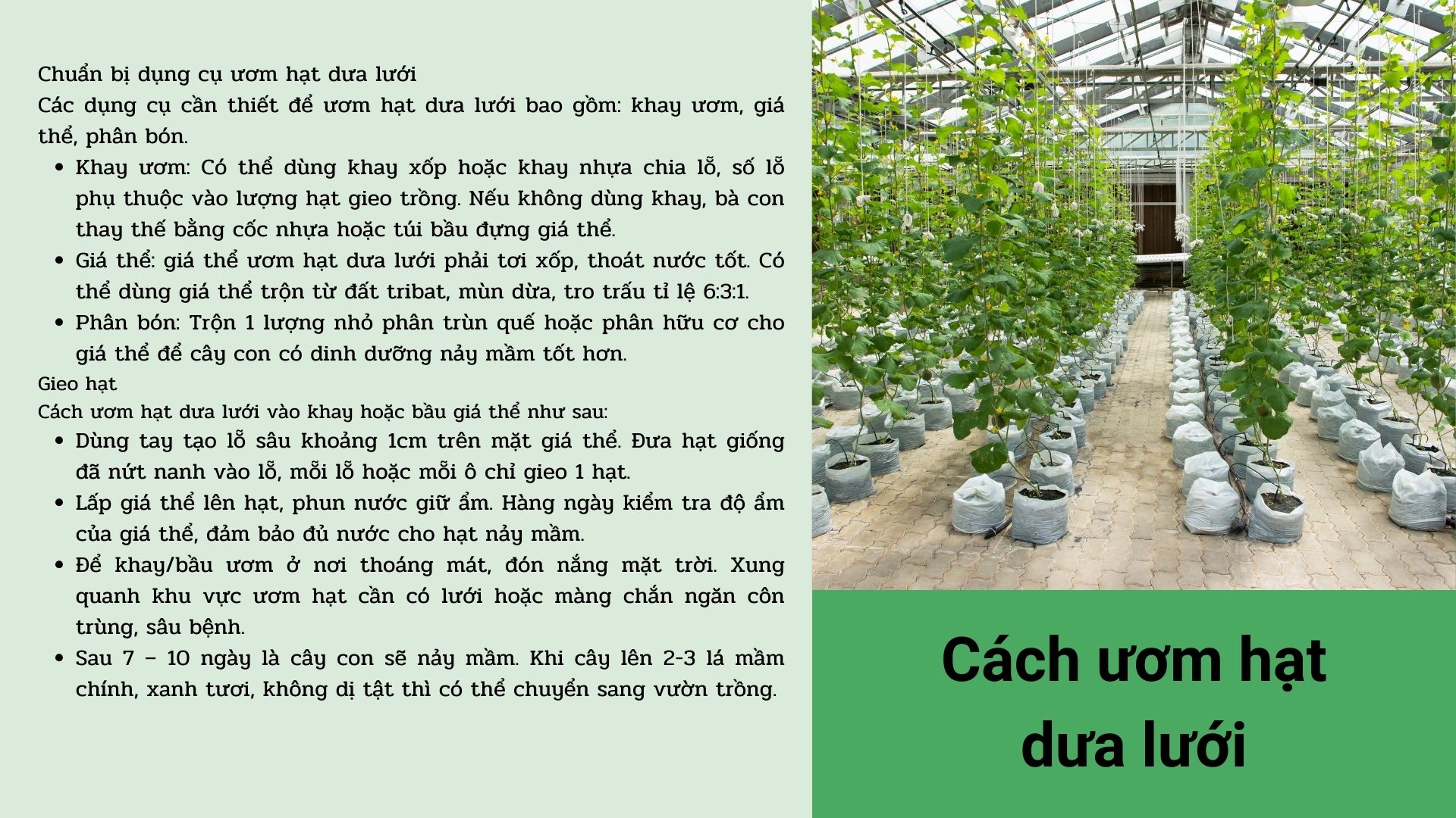 SỔ TAY NHÀ NÔNG: Cách ươm hạt dưa lưới cây khỏe, tỷ lệ nảy mầm cao - Ảnh 3.