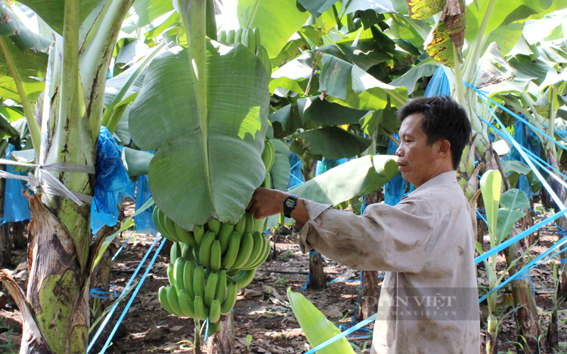 HTX Thanh Bình huyện Trảng Bom (Đồng Nai) liên nông dân trồng chuối xuất khẩu. Ảnh:Nguyên Vỹ