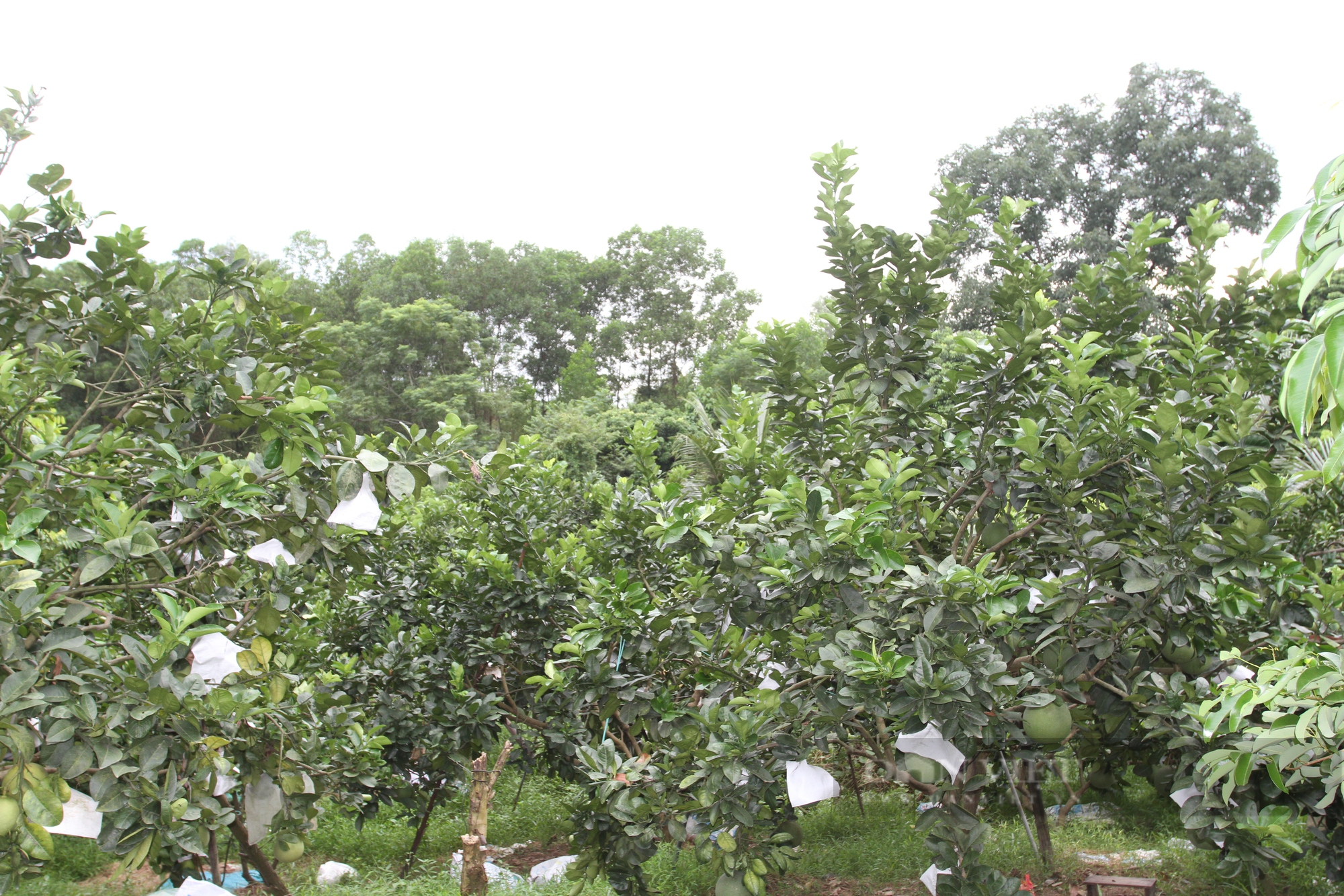 Lão nông đưa giống bưởi lạ về trồng trên đồng đất Thái Nguyên, chỉ sau 1 năm cây nào cây nấy sai trĩu quả  - Ảnh 2.