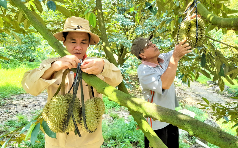 Huyện Tân Phú (Đồng Nai) có vùng cây ăn quả  lớn với diện tích khoảng 10.500ha. Trong đó cây sầu riêng với 2.800ha, đang cho hiệu quả kinh tế cao. Ảnh: Trung Hiếu