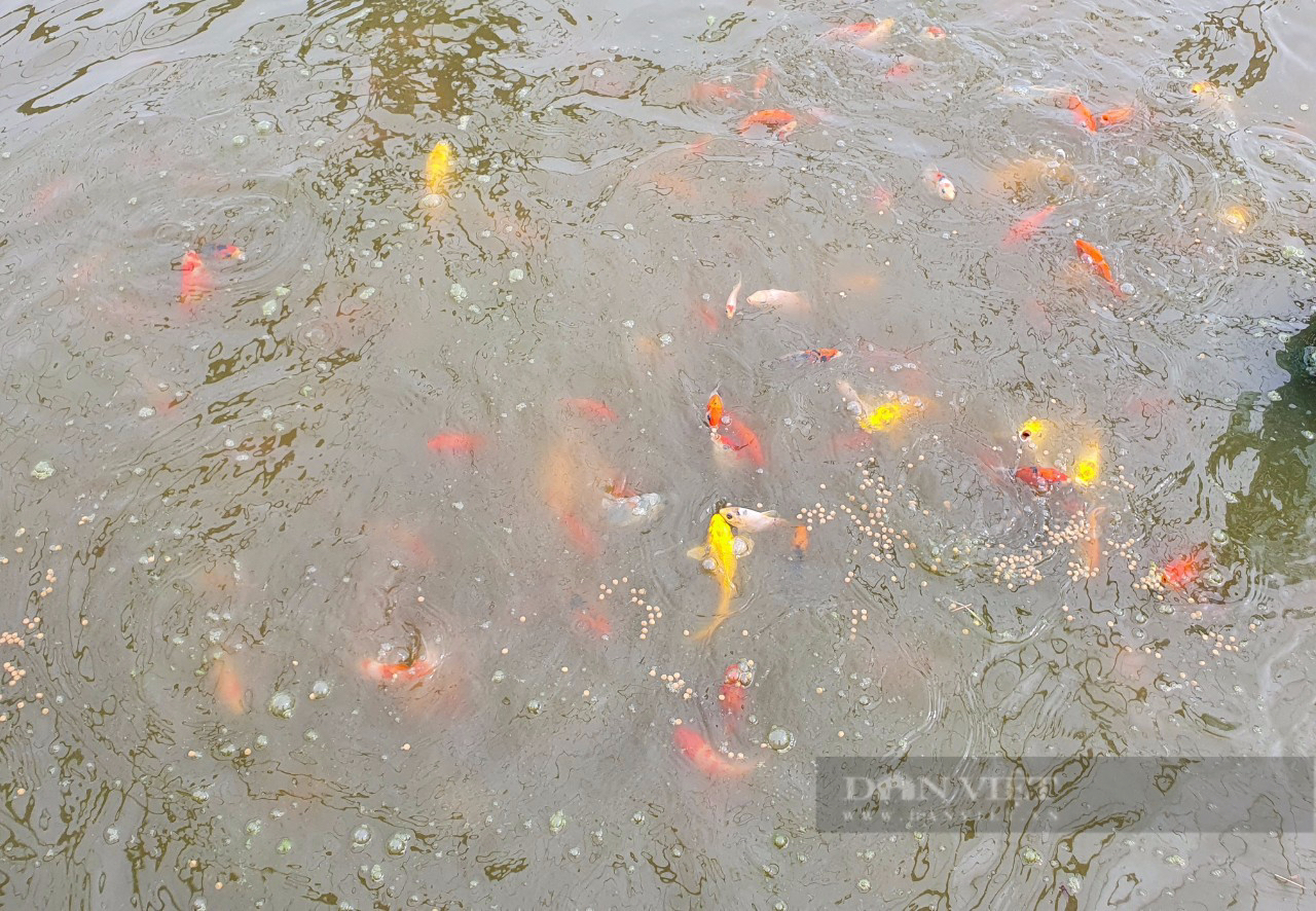 Trồng mai vàng, nuôi cá cảnh ở huyện Bình Chánh gặp khó vì nguồn nước ô nhiễm - Ảnh 3.