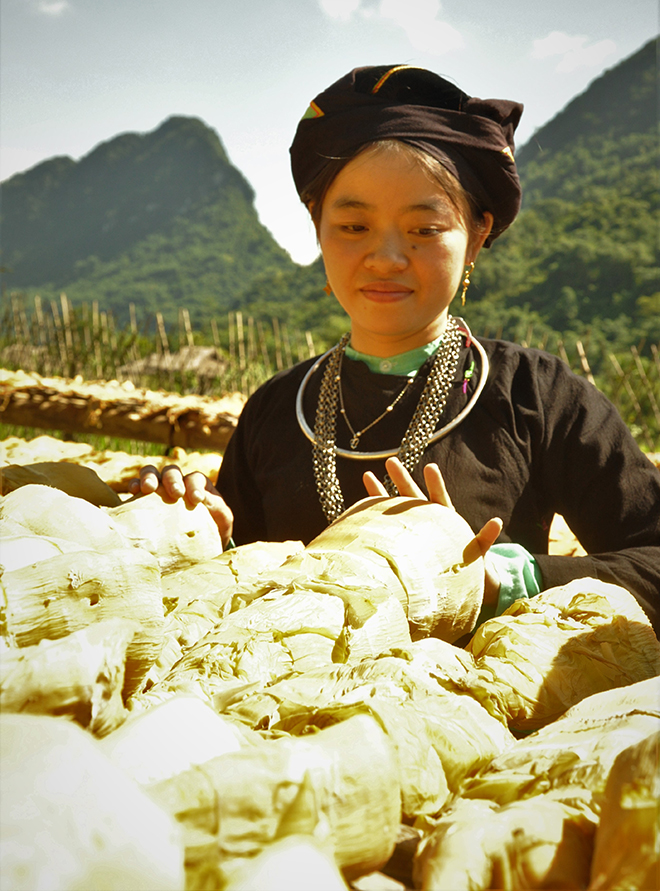 Đào thứ mầm nhọn hoắt chồi lên từ mặt đất, người dân một xã của Yên Bái thu về 15 tỷ đồng - Ảnh 4.