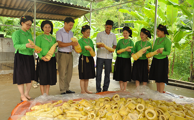 Đào thứ mầm nhọn hoắt chồi lên từ mặt đất, người dân một xã của Yên Bái thu về 15 tỷ đồng - Ảnh 3.