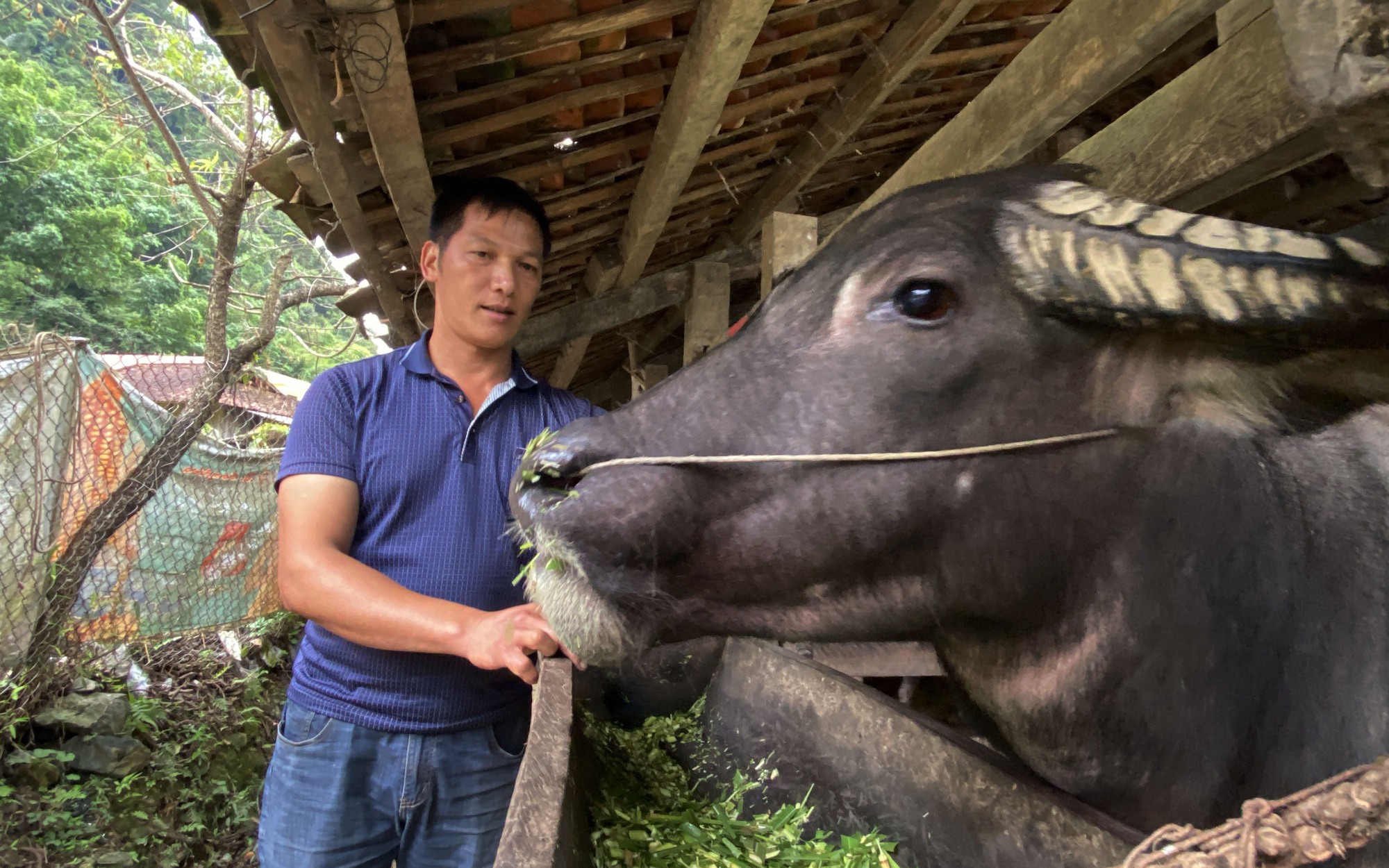 Nuôi trâu, trồng trúc sào, sắm xe hơi, một người Cao Bằng được bình chọn là Nông dân Việt Nam xuất sắc