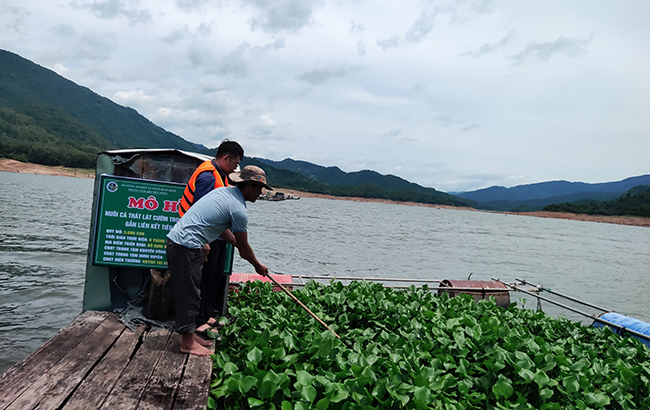 Một hồ nước ở Bình Định đang nuôi cá thát lác cườm đẹp như vẽ - Ảnh 1.