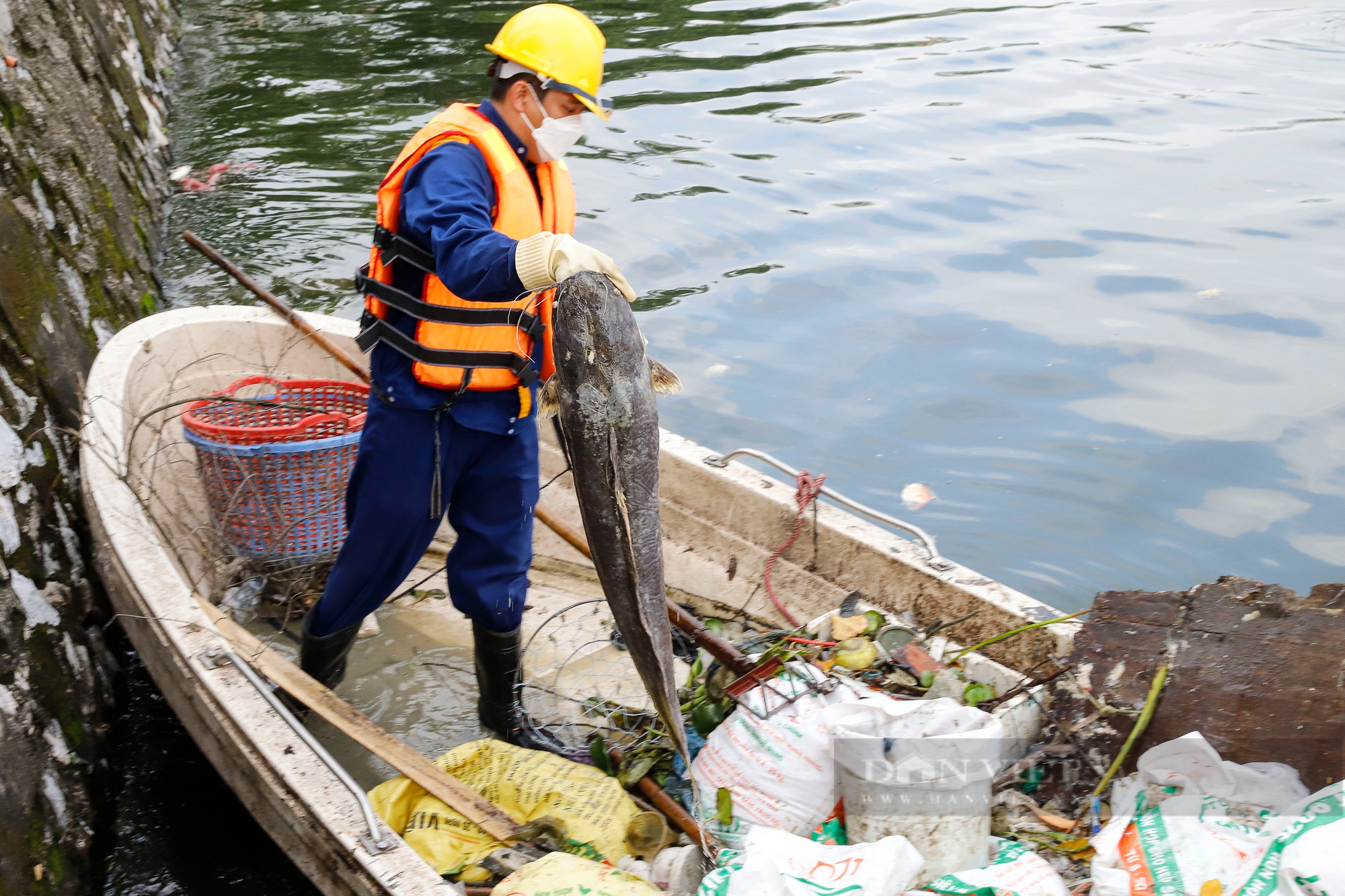 Cá tại hồ Tây lại chết hàng loạt, có con nặng hàng chục kg - Ảnh 4.