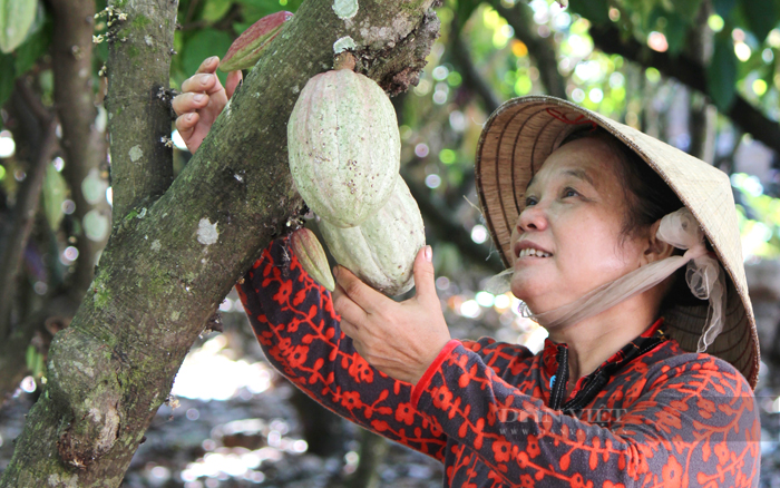 Nông dân trồng ca cao ở huyện Định Quán, Đồng Nai. Ảnh: Nguyên Vỹ