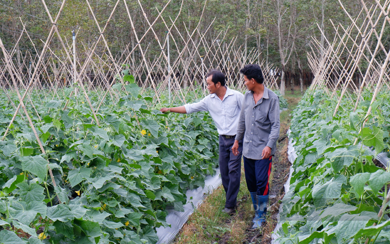 Nguồn lực đầu tư xây dựng xã nông thôn mới nâng cao, xã nông thôn mới kiểu mẫu ở Tây Ninh không đáp ứng yêu cầu. Ảnh: Trần Khánh