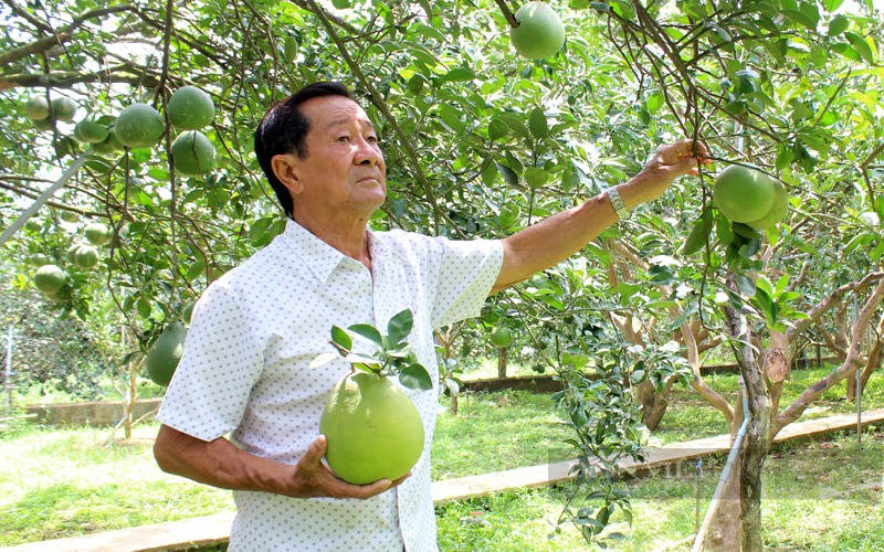 Hội viện nông dân trồng bưởi đặc sản và làm du lịch sinh thái vườn để nâng cao thu nhập ở huyện Vĩnh Cửu, Đồng Nai. Ảnh: Nguyên Vỹ