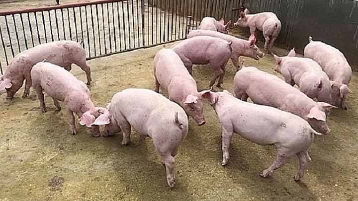Nguồn cung ra thị trường đang tăng cao, giá lợn hơi có thể quay đầu giảm - Ảnh 1.