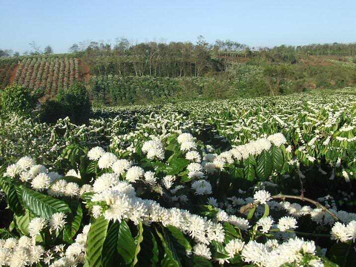 Giá cà phê ngày 19/9: Đà tăng 'nóng' của giá cà phê vẫn chưa dừng  - Ảnh 4.