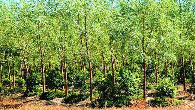 Thứ gỗ 'Vương mộc' giá hàng chục triệu đồng, ở Việt Nam trồng la liệt mới lạ - Ảnh 1.