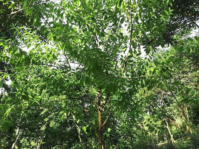 Thứ gỗ 'Vương mộc' giá hàng chục triệu đồng, ở Việt Nam trồng la liệt mới lạ - Ảnh 5.