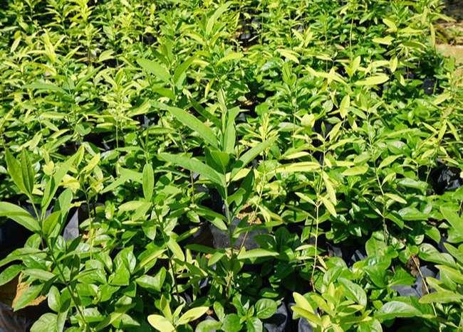 Thứ gỗ 'Vương mộc' giá hàng chục triệu đồng, ở Việt Nam trồng la liệt mới lạ - Ảnh 4.