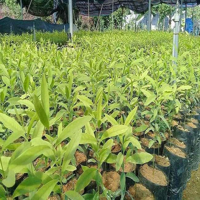 Thứ gỗ 'Vương mộc' giá hàng chục triệu đồng, ở Việt Nam trồng la liệt mới lạ - Ảnh 2.