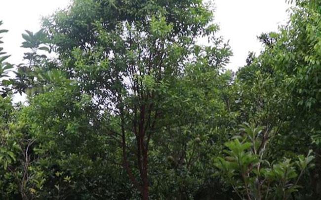 Thứ gỗ 'Vương mộc' giá hàng chục triệu đồng, ở Việt Nam trồng la liệt mới lạ - Ảnh 3.