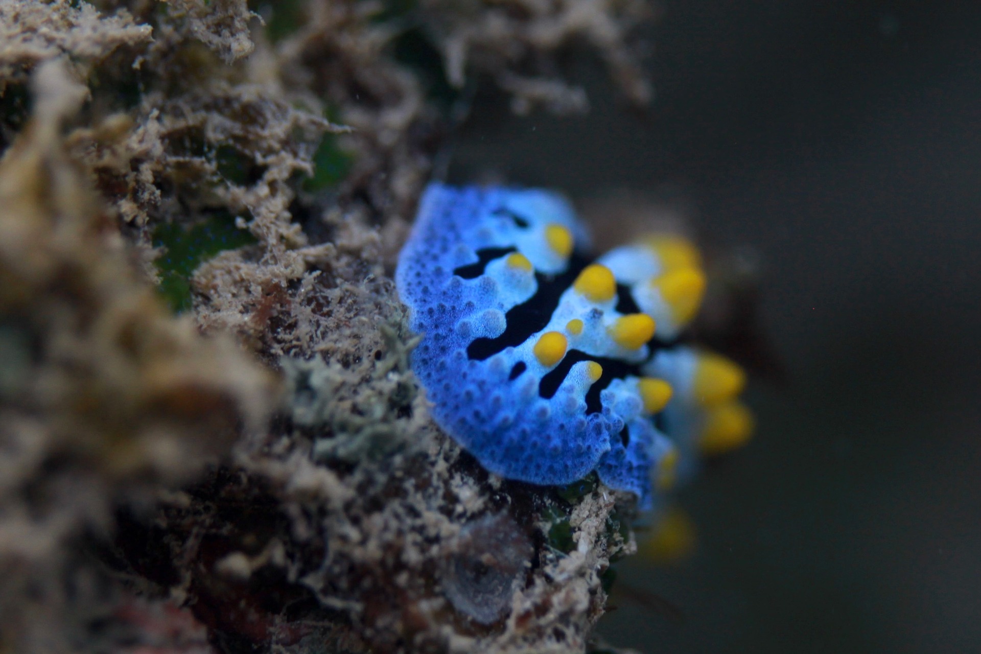 Ngỡ ngàng trước vẻ đẹp rạn san hô, sinh vật dưới đáy biển Đà Nẵng - Ảnh 10.
