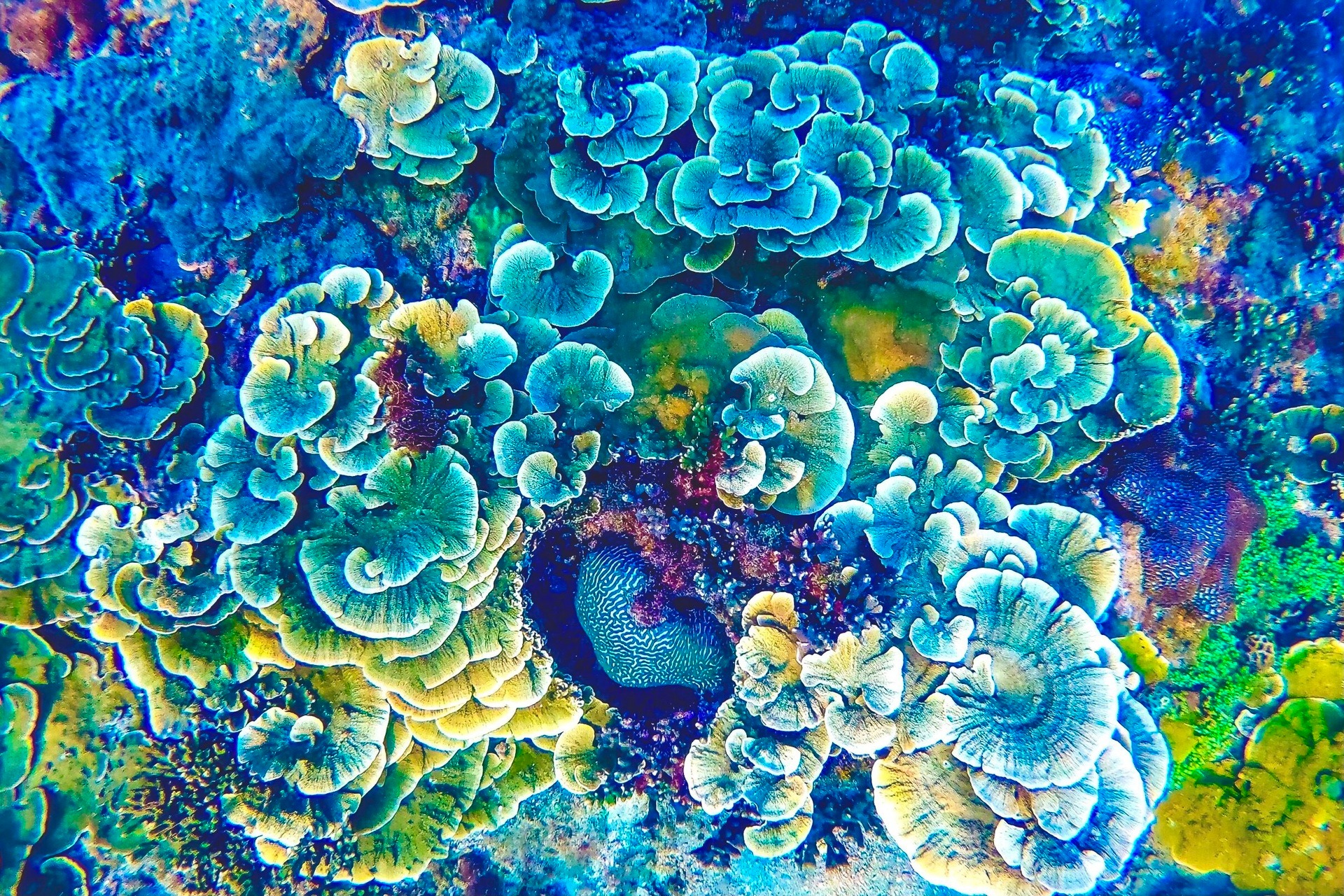 Ngỡ ngàng trước vẻ đẹp rạn san hô, sinh vật dưới đáy biển Đà Nẵng - Ảnh 2.