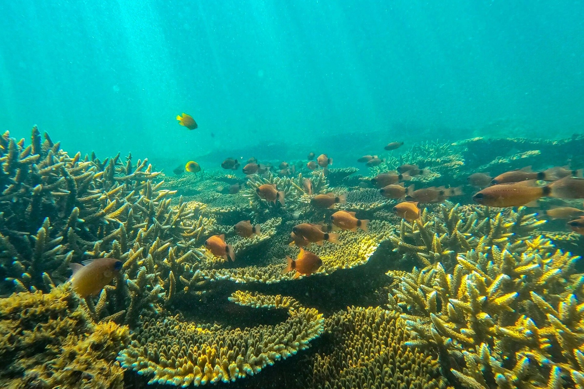 Ngỡ ngàng trước vẻ đẹp rạn san hô, sinh vật dưới đáy biển Đà Nẵng - Ảnh 3.
