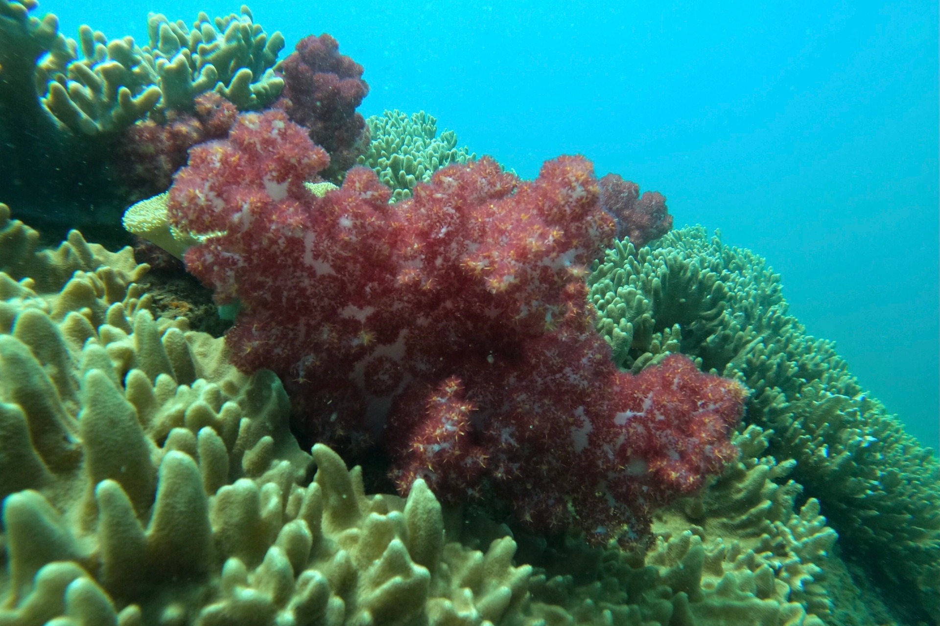 Ngỡ ngàng trước vẻ đẹp rạn san hô, sinh vật dưới đáy biển Đà Nẵng - Ảnh 5.