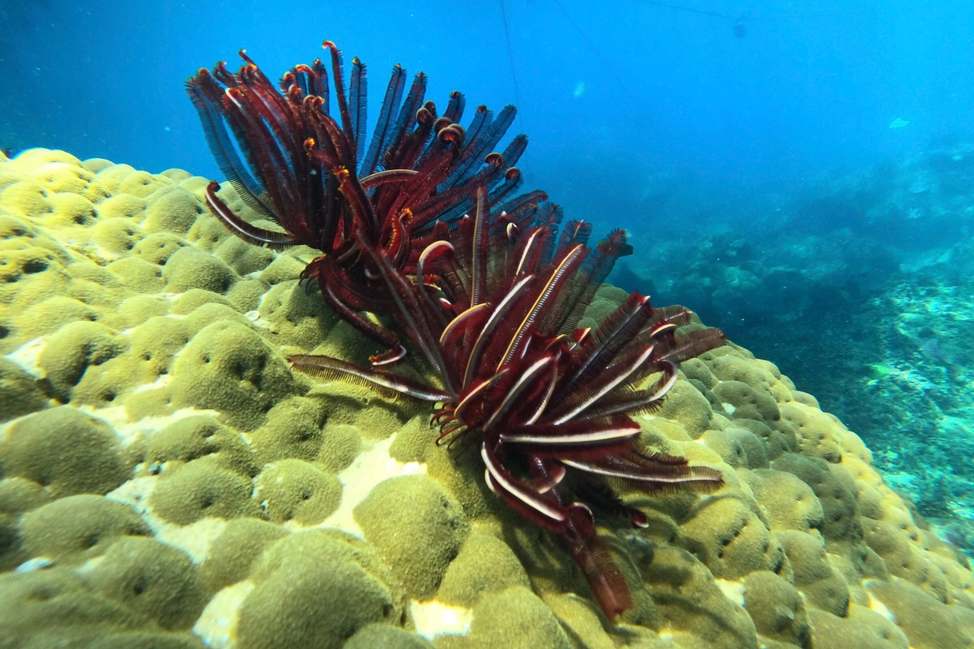 Ngỡ ngàng trước vẻ đẹp rạn san hô, sinh vật dưới đáy biển Đà Nẵng - Ảnh 6.