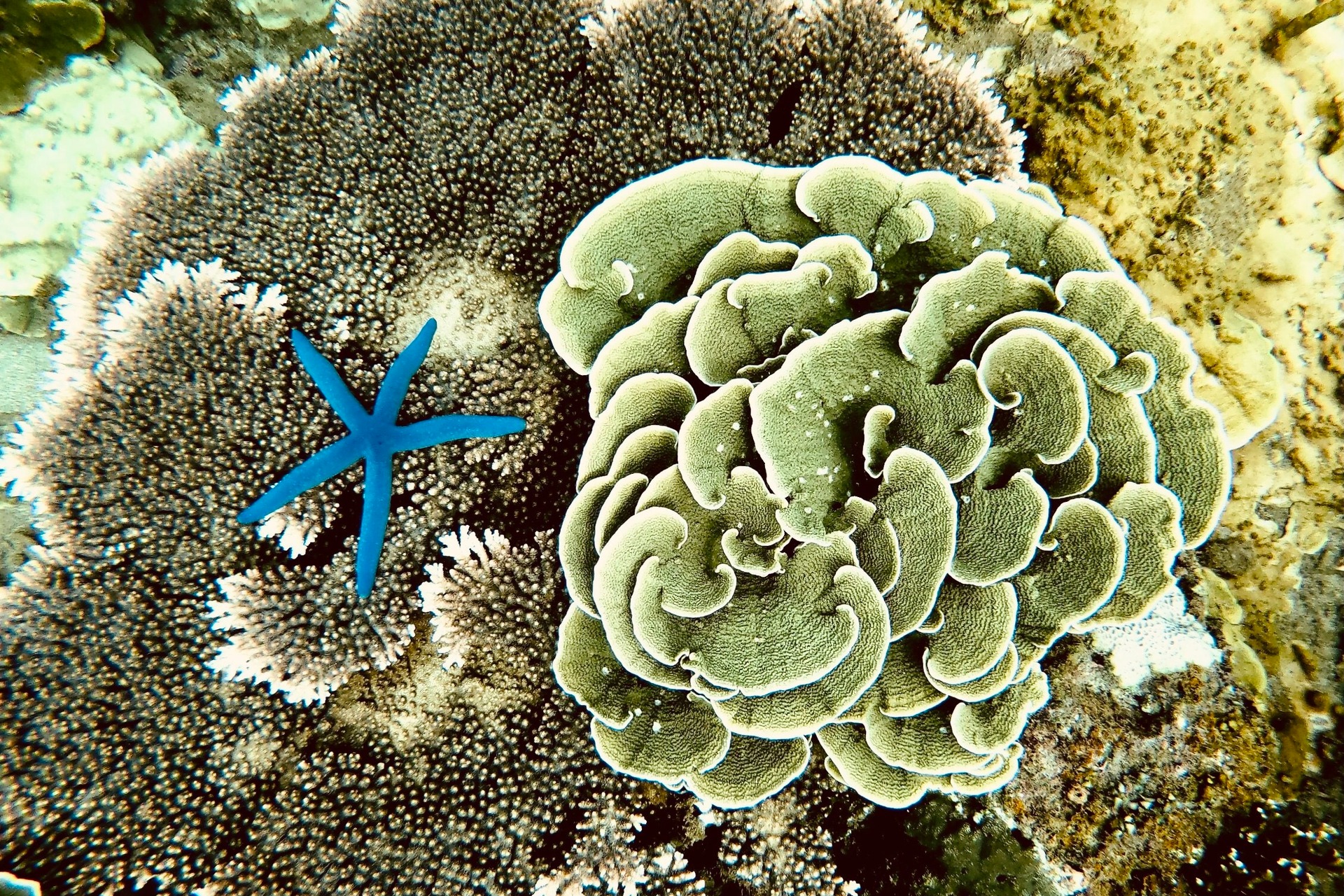 Ngỡ ngàng trước vẻ đẹp rạn san hô, sinh vật dưới đáy biển Đà Nẵng - Ảnh 7.
