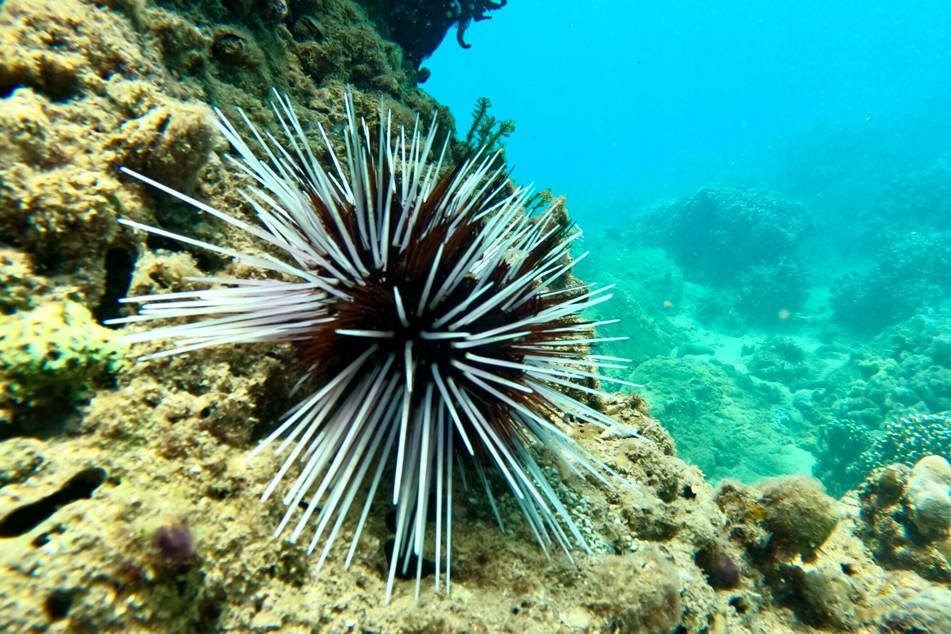 Ngỡ ngàng trước vẻ đẹp rạn san hô, sinh vật dưới đáy biển Đà Nẵng - Ảnh 8.