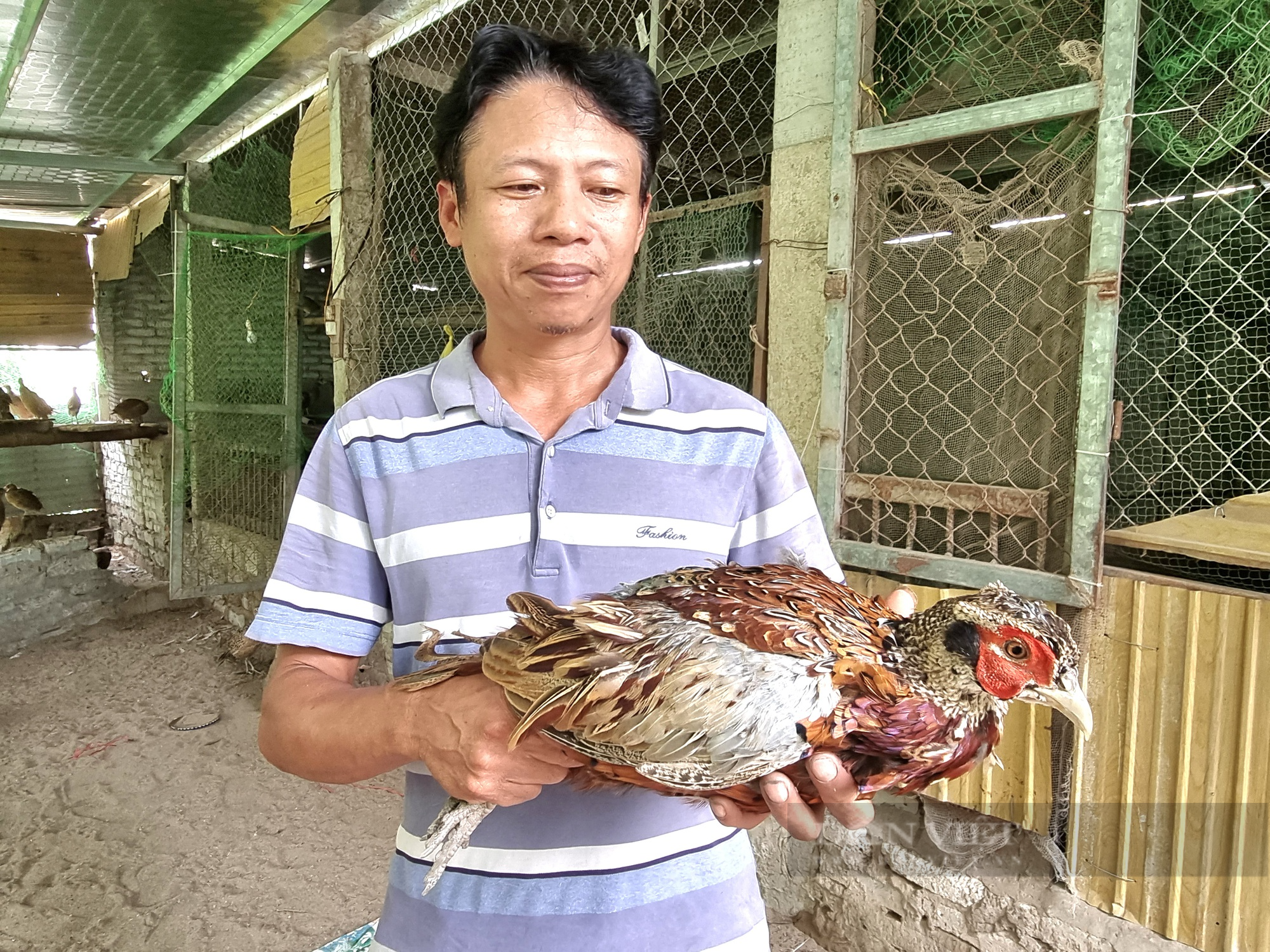 Một nông dân ở Ninh Bình nuôi chim trĩ đỏ bán hơn 500.000 đồng/cặp - Ảnh 2.