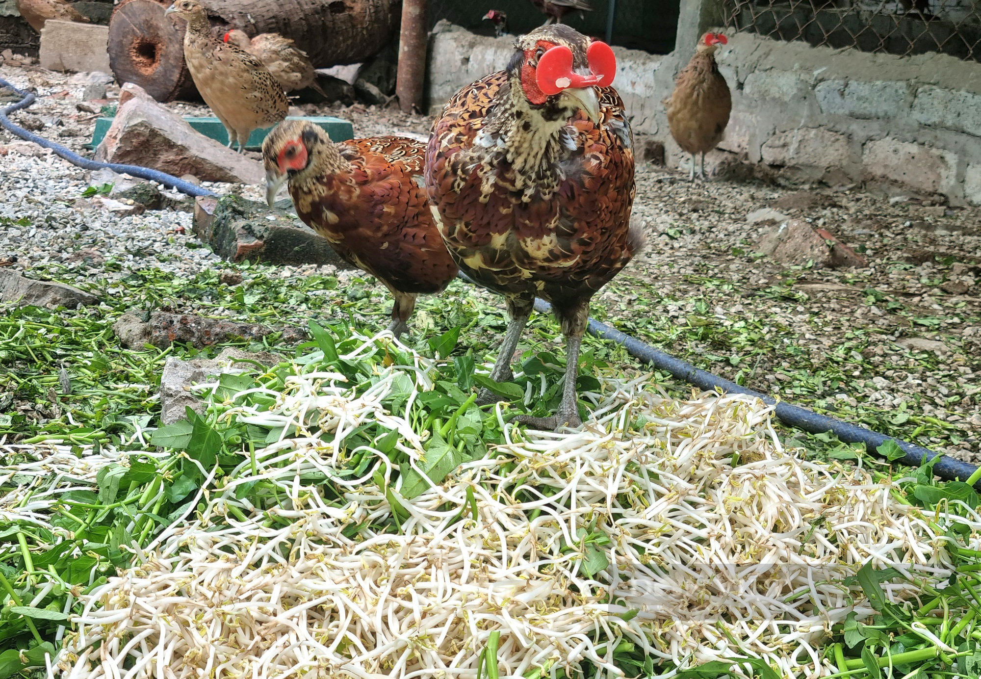 Một nông dân ở Ninh Bình nuôi chim trĩ đỏ bán hơn 500.000 đồng/cặp - Ảnh 3.
