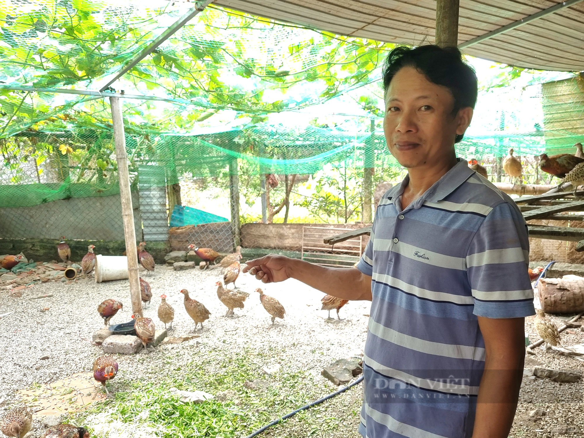 Một nông dân ở Ninh Bình nuôi chim trĩ đỏ bán hơn 500.000 đồng/cặp - Ảnh 5.