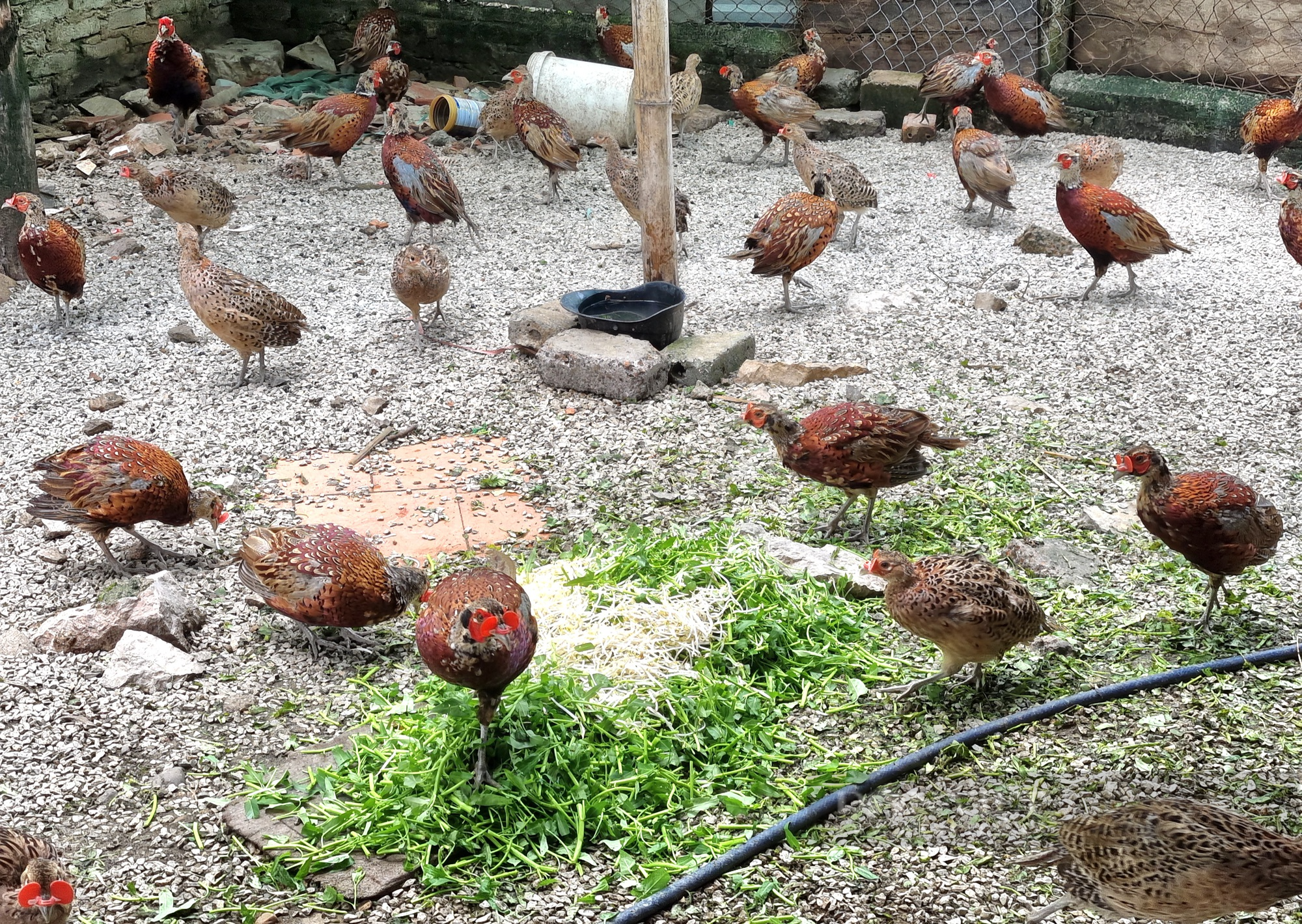 Một nông dân ở Ninh Bình nuôi chim trĩ đỏ bán hơn 500.000 đồng/cặp - Ảnh 8.