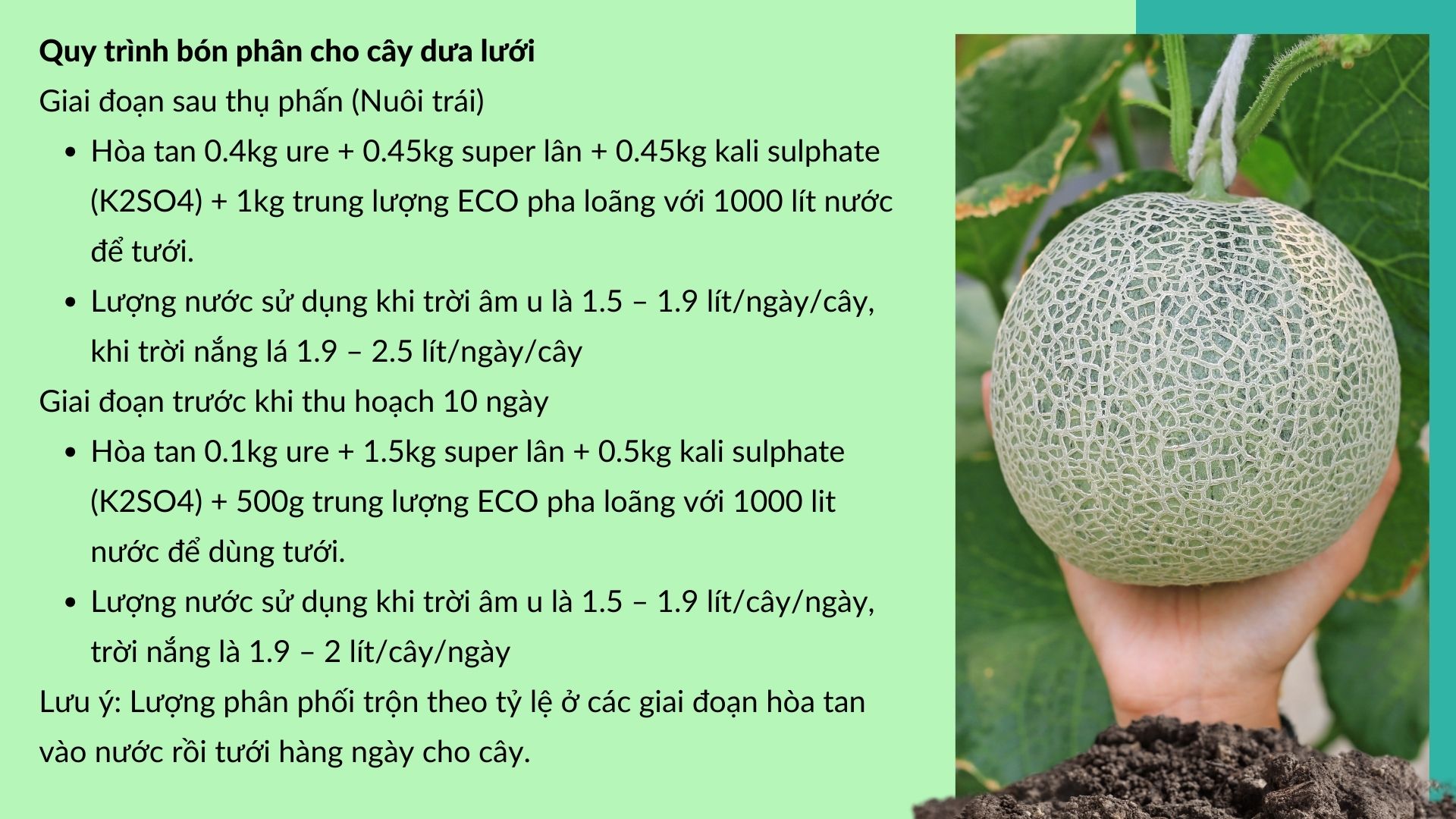 SỔ TAY NHÀ NÔNG: Nâng cao năng suất cho cây dưa lưới nhờ bón phân đúng cách - Ảnh 3.