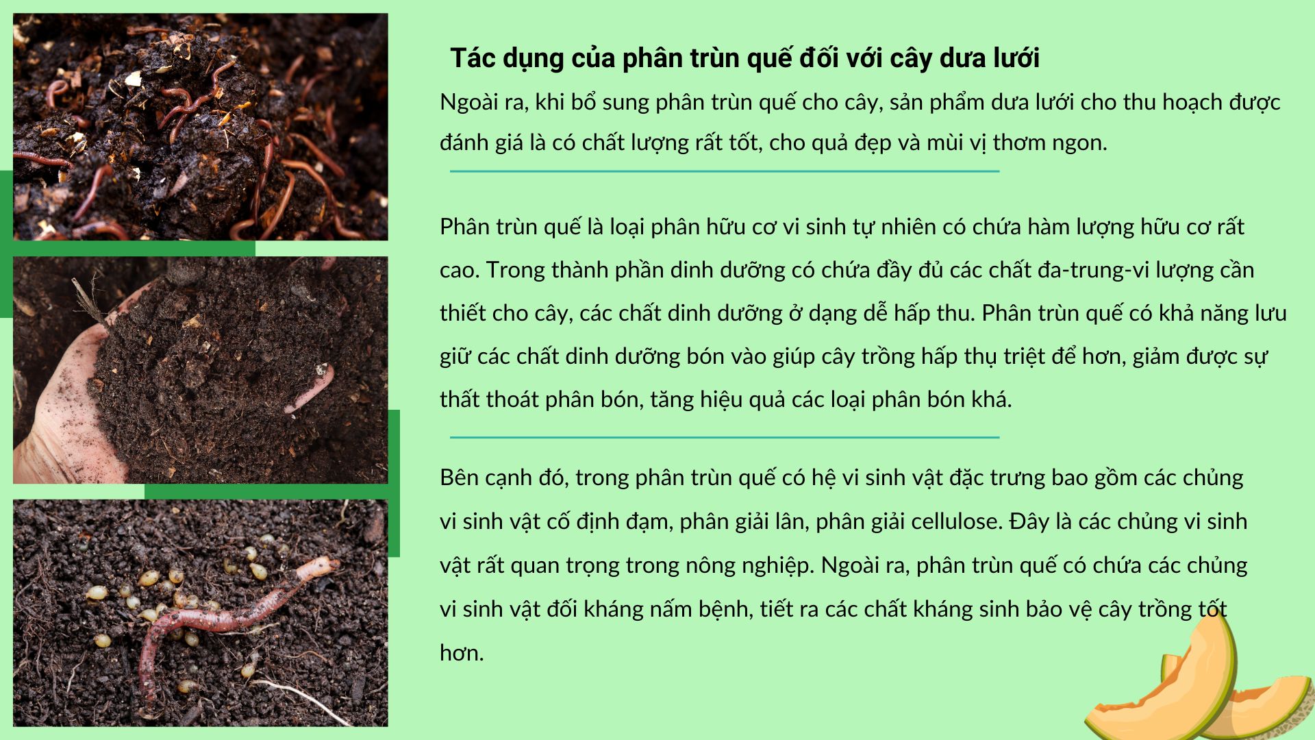 SỔ TAY NHÀ NÔNG: Nâng cao năng suất cho cây dưa lưới nhờ bón phân đúng cách - Ảnh 4.