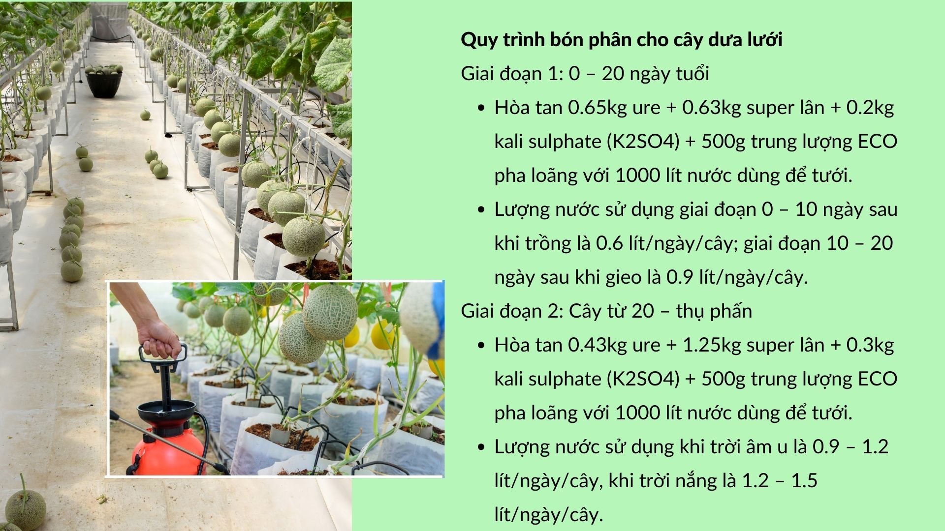 SỔ TAY NHÀ NÔNG: Nâng cao năng suất cho cây dưa lưới nhờ bón phân đúng cách - Ảnh 2.