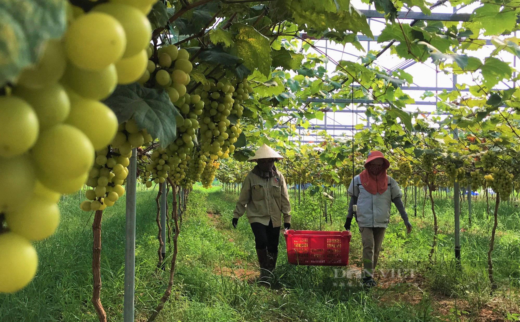 Sản xuất nông sản sạch ở Nghệ An: Trang trại công nghệ cao trồng đủ thứ rau, củ, quả sạch - Ảnh 1.